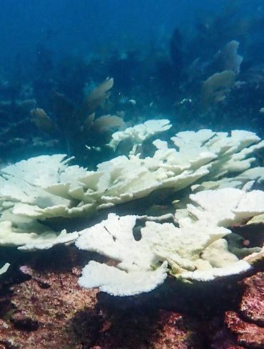 Young IVF-Bred Corals Show Remarkable Resilience to Heatwaves, Outperforming Older Corals in Groundbreaking Study