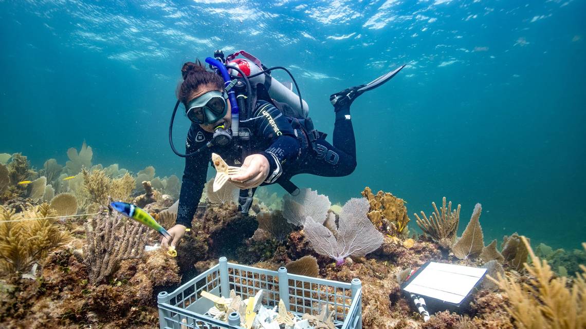 Young IVF-Bred Corals Show Remarkable Resilience to Heatwaves, Outperforming Older Corals in Groundbreaking Study