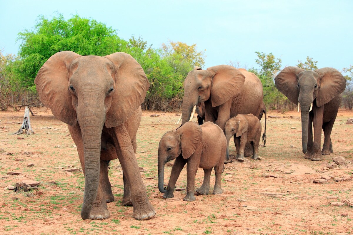 Zimbabwe Takes Controversial Step to Cull 200 Elephants Due to Severe Drought