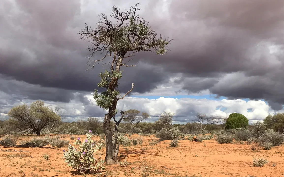 Addressing the Extinction Risk of Australian Sandalwood Amid Rising Demand and Over-Harvesting Concerns