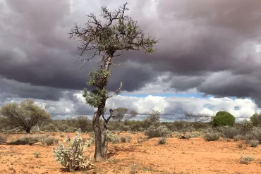 Addressing the Extinction Risk of Australian Sandalwood Amid Rising Demand and Over-Harvesting Concerns