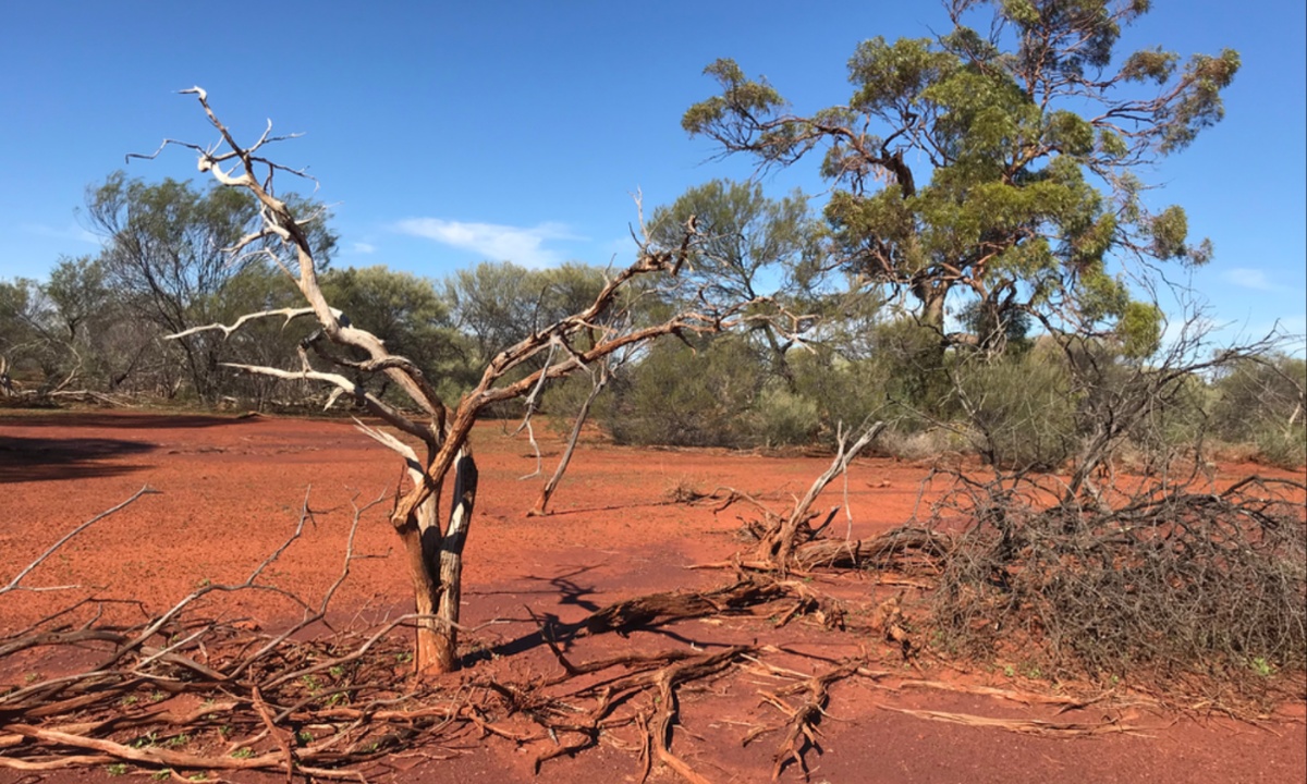 Addressing the Extinction Risk of Australian Sandalwood Amid Rising Demand and Over-Harvesting Concerns