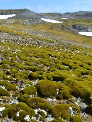 Antarctic Greening Surges Tenfold as Climate Crisis Fuels Rapid Plant Expansion, Threatening Ecosystem