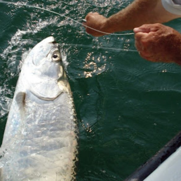 Captain Todd Romine Recalls Fishing’s Golden Days Amid Quiet Bays and Lingering Storm Impacts