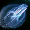 Comb Jellies Can Fuse Nervous Systems and Stomachs, Creating a Single Entity After Injury, Study Finds