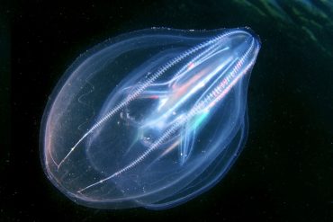 Comb Jellies Can Fuse Nervous Systems and Stomachs, Creating a Single Entity After Injury, Study Finds