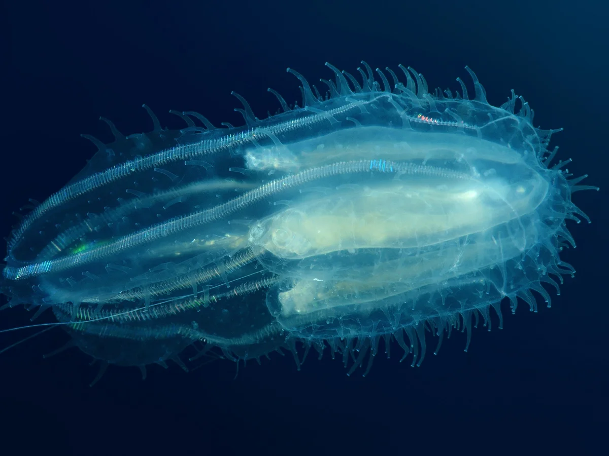 Comb Jellies Can Fuse Nervous Systems and Stomachs, Creating a Single Entity After Injury, Study Finds