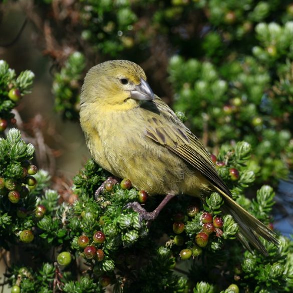 Conservation Efforts Give Wilkins' Bunting Hope as Invasive Insect Threatens Their Survival