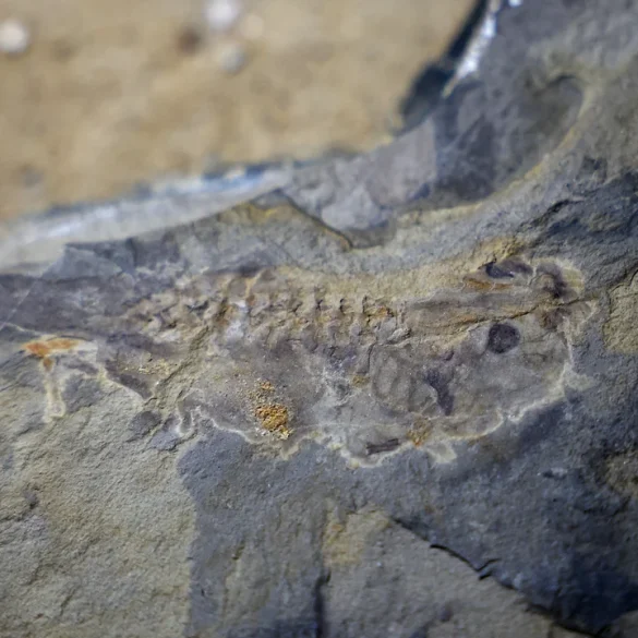 Discovering the Oldest Known Tadpole Fossil and Its Insights into Amphibian Evolution