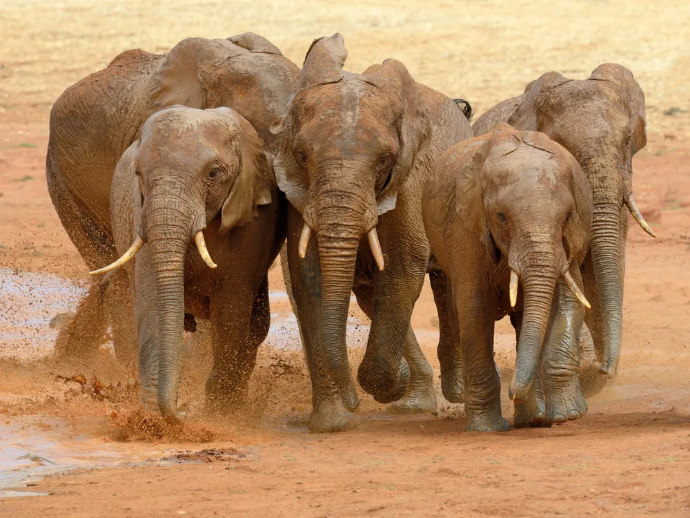 Discovering the Role of Trunk Wrinkles in Elephants' Lateral Preferences and Behavior