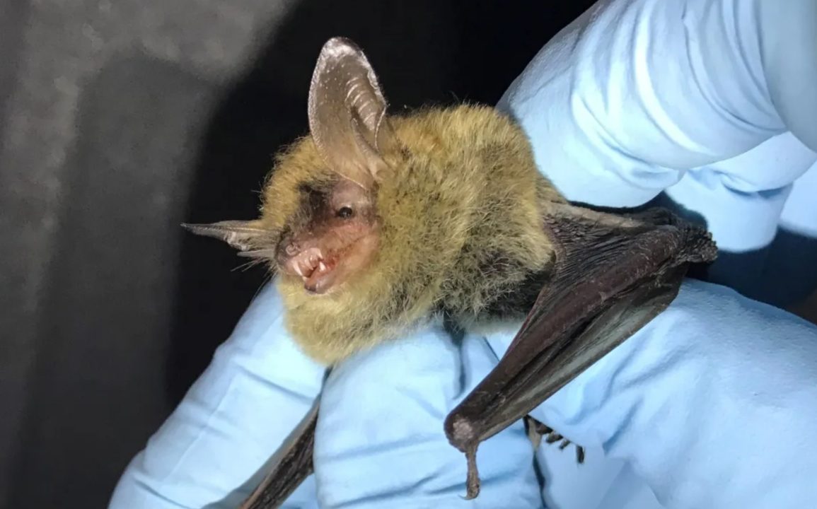 Endangered Bat Sparks Legal Battle Over South Carolina Development as Flood Risks Loom