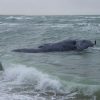 Endangered Right Whale Death Linked to Maine Lobster Gear Sparks Call for Stricter Fishing Regulations