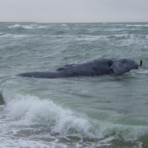 Endangered Right Whale Death Linked to Maine Lobster Gear Sparks Call for Stricter Fishing Regulations