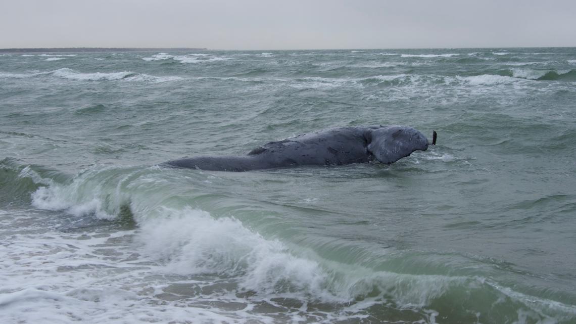 Endangered Right Whale Death Linked to Maine Lobster Gear Sparks Call for Stricter Fishing Regulations