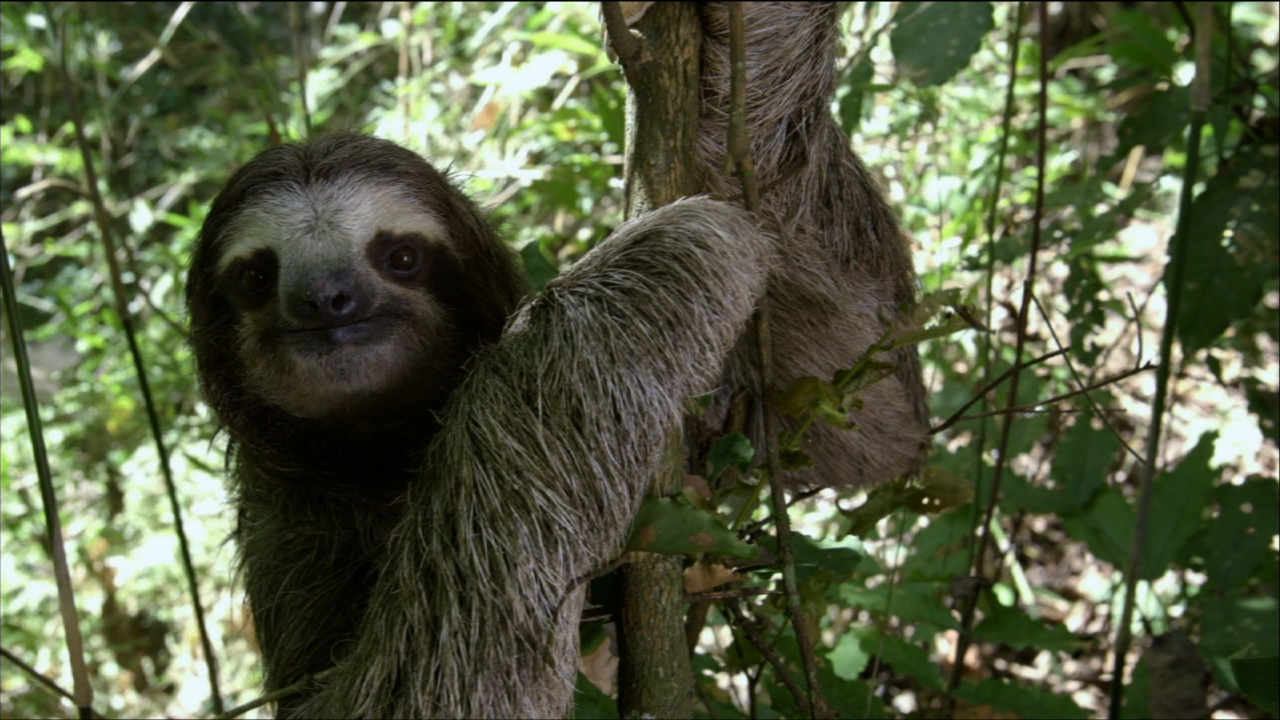 Exploring the Ecological Significance of Sloths and Their Evolving Roles in Nature