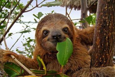 Exploring the Ecological Significance of Sloths and Their Evolving Roles in Nature