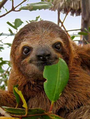 Exploring the Ecological Significance of Sloths and Their Evolving Roles in Nature