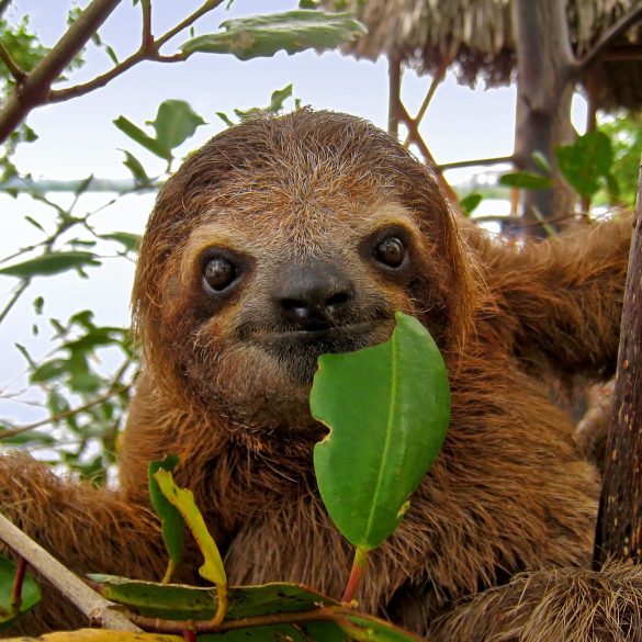 Exploring the Ecological Significance of Sloths and Their Evolving Roles in Nature