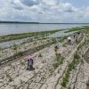 Facing Drought Challenges in the Amazon Fishermen Struggle with Low Water Levels and Food Scarcity