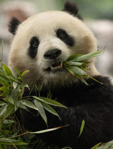 Giant Pandas Bao Li and Qing Bao Arrive at National Zoo as Symbol of Ongoing Panda Diplomacy