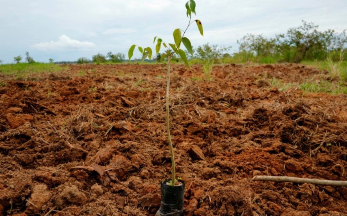 Global Scientists Demand ‘Real Zero’ as Corporate Carbon Offsets Fall Short of Climate Goals