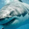 Great White Sharks Apex Predators Facing Growing Conservation Challenges and Population Decline