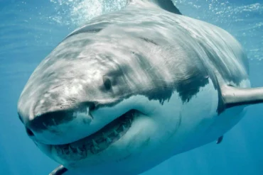 Great White Sharks Apex Predators Facing Growing Conservation Challenges and Population Decline