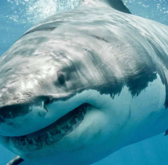 Great White Sharks Apex Predators Facing Growing Conservation Challenges and Population Decline