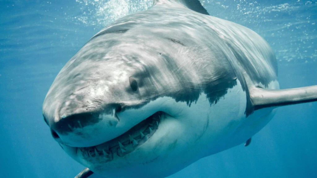 Great White Sharks Apex Predators Facing Growing Conservation Challenges and Population Decline