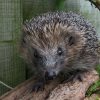 Hedgehog Populations Decline to Near Threatened Status, Urging Urgent Conservation Efforts Amid Habitat Loss