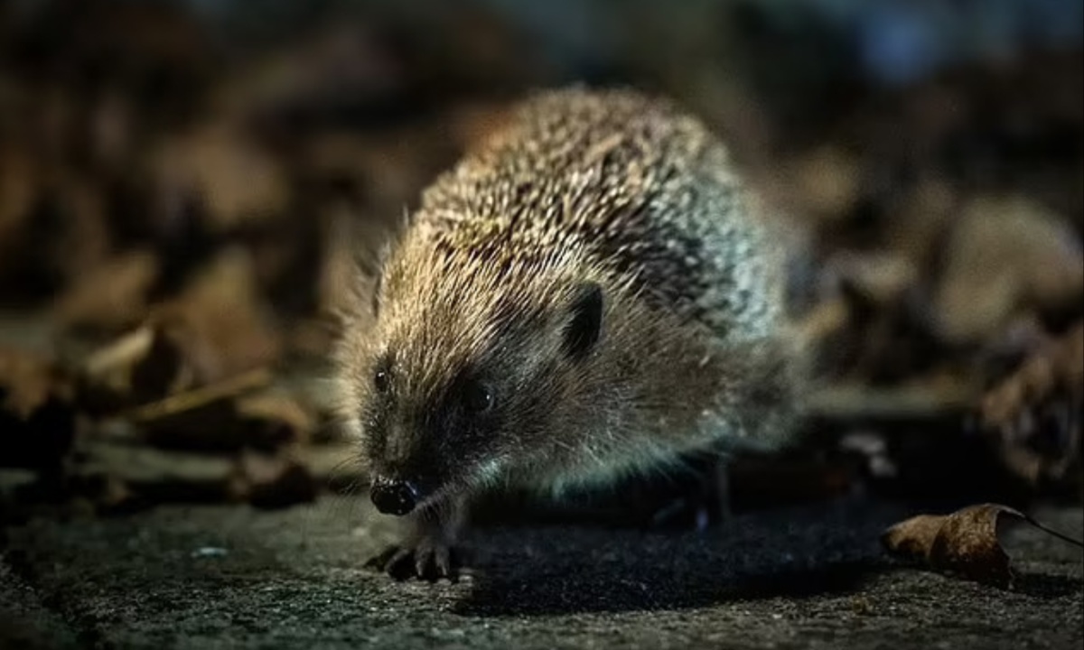 Hedgehog Populations Decline to Near Threatened Status, Urging Urgent Conservation Efforts Amid Habitat Loss