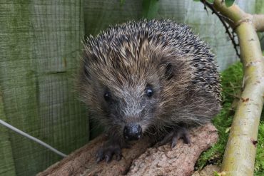 Hedgehog Populations Decline to Near Threatened Status, Urging Urgent Conservation Efforts Amid Habitat Loss