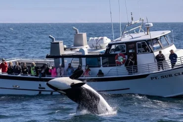 Monterey Bay Orca Calves Captured Playfully Engaging with Prey, Sparking Interest Among Wildlife Enthusiasts