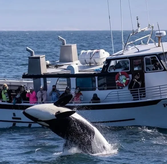 Monterey Bay Orca Calves Captured Playfully Engaging with Prey, Sparking Interest Among Wildlife Enthusiasts