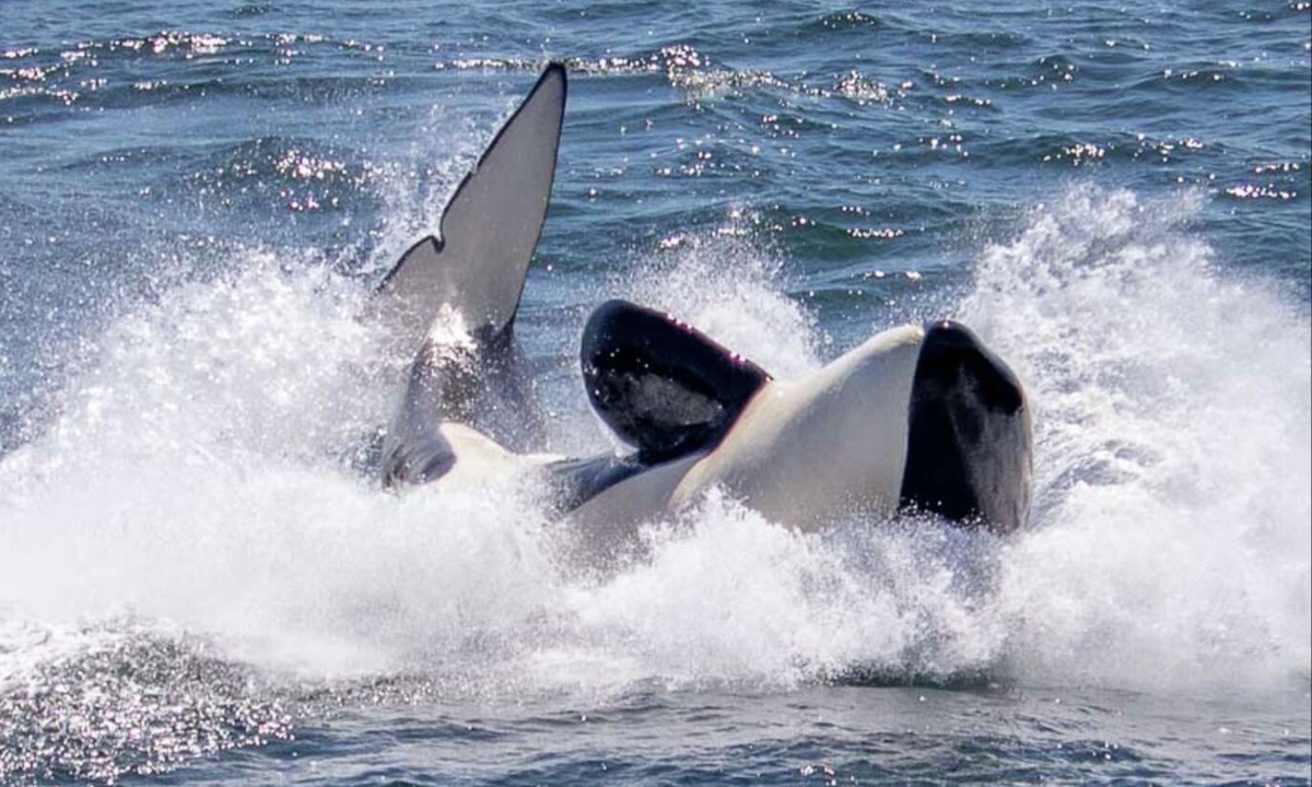 Monterey Bay Orca Calves Captured Playfully Engaging with Prey, Sparking Interest Among Wildlife Enthusiasts