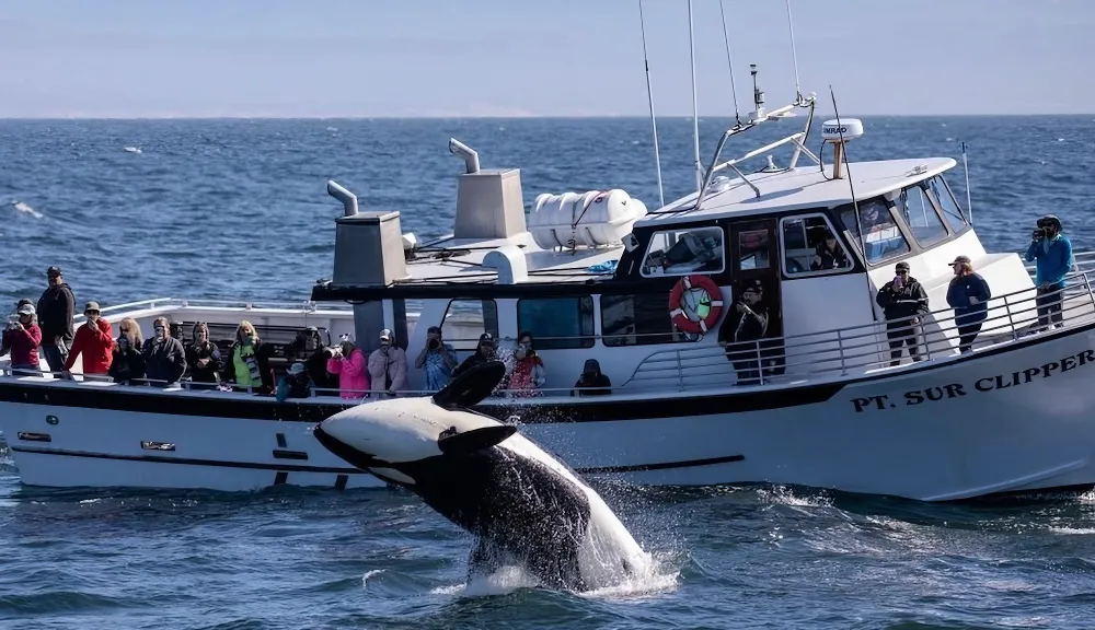 Monterey Bay Orca Calves Captured Playfully Engaging with Prey, Sparking Interest Among Wildlife Enthusiasts