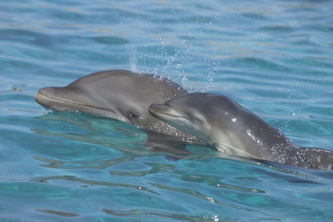 New Study Reveals Dolphins Are Inhaling Microplastics, Raising Concerns About Marine Health