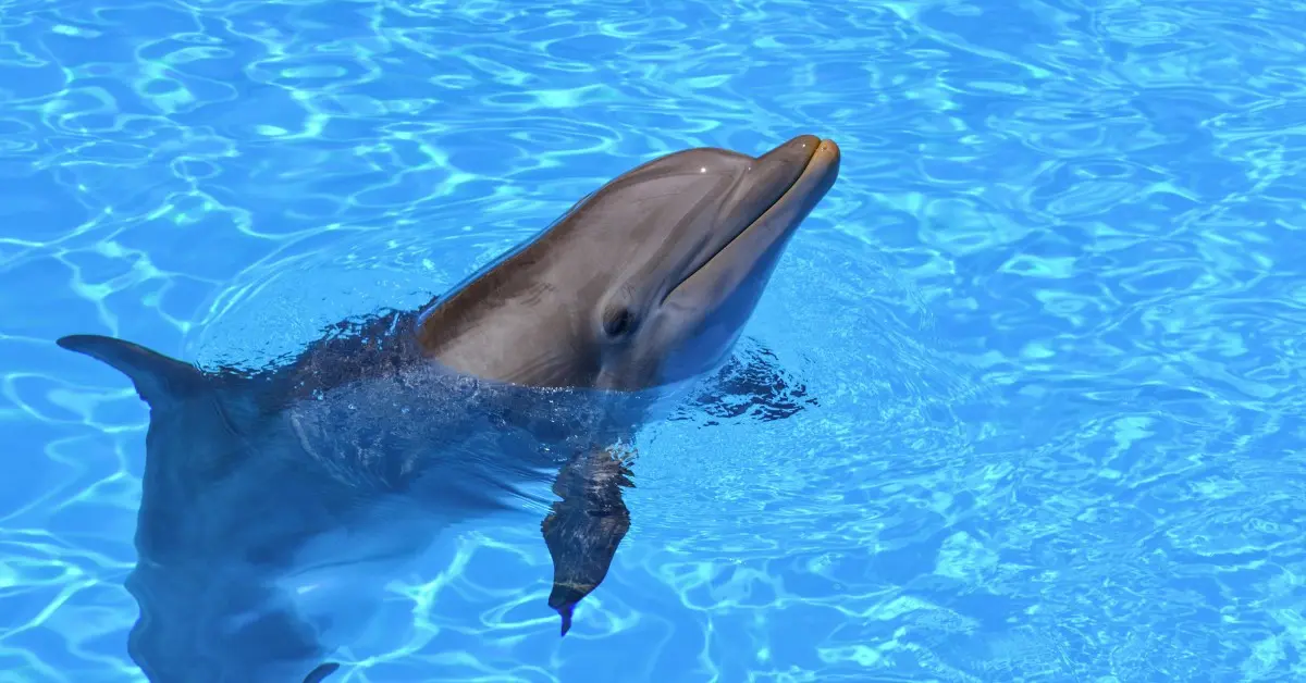 New Study Reveals Dolphins Are Inhaling Microplastics, Raising Concerns About Marine Health