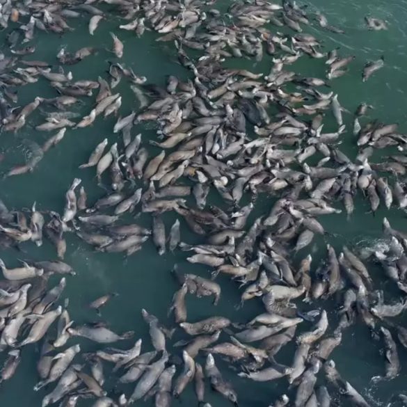 Over 65 Humpback Whales Captivate Monterey Bay with Extraordinary Lunge Feeding Display