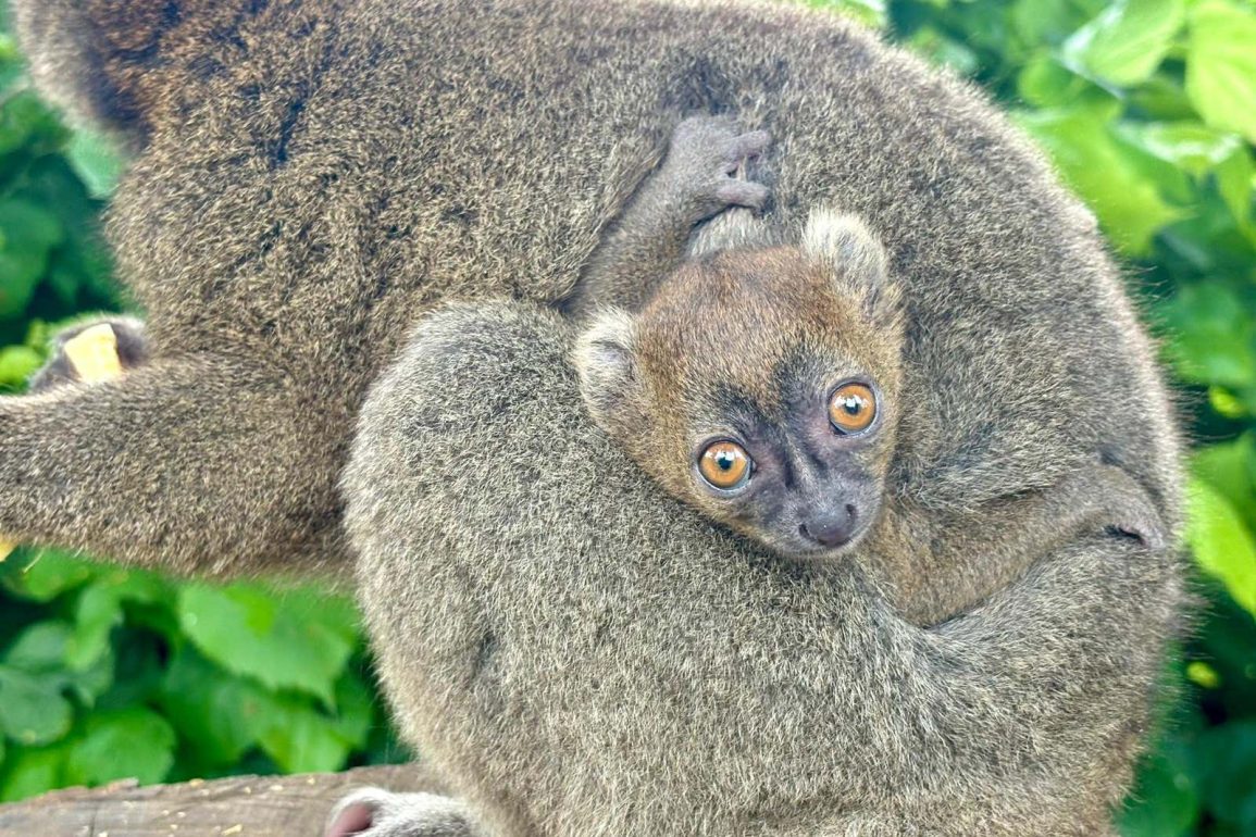 Rare Greater Bamboo Lemur Born at Cotswold Wildlife Park, Signifying Hope for Conservation Initiatives