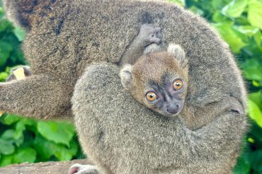 Rare Greater Bamboo Lemur Born at Cotswold Wildlife Park, Signifying Hope for Conservation Initiatives