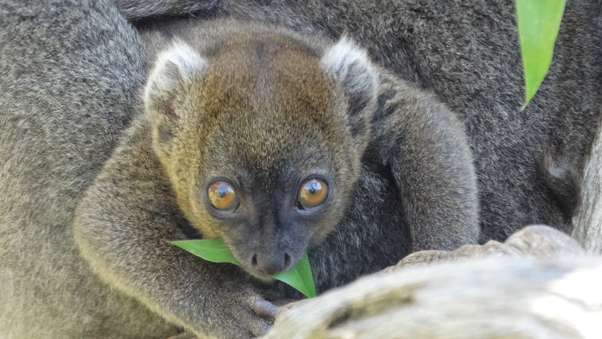 Rare Greater Bamboo Lemur Born at Cotswold Wildlife Park, Signifying Hope for Conservation Initiatives