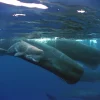 Researchers Discover Elusive Sperm Whales in Monterey Bay Through Unique Hydrophone Sounds