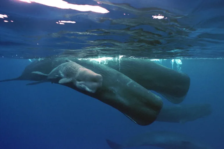 Researchers Discover Elusive Sperm Whales in Monterey Bay Through Unique Hydrophone Sounds