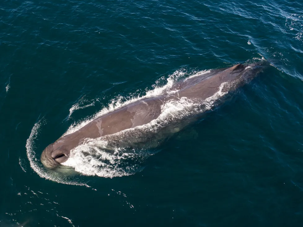 Researchers Discover Elusive Sperm Whales in Monterey Bay Through Unique Hydrophone Sounds