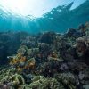 Rising Ocean Acidification Threatens Marine Ecosystems as Carbon Emissions Drive Global Environmental Crisis