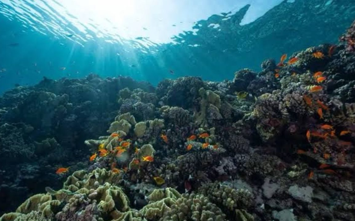 Rising Ocean Acidification Threatens Marine Ecosystems as Carbon Emissions Drive Global Environmental Crisis