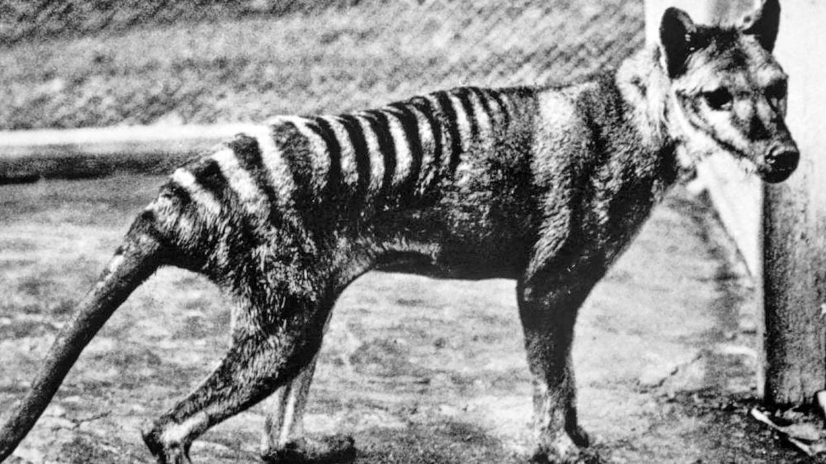 Scientists Make Strides in Reviving the Extinct Tasmanian Tiger Through Advanced Genetic Research