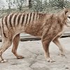 Scientists Make Strides in Reviving the Extinct Tasmanian Tiger Through Advanced Genetic Research