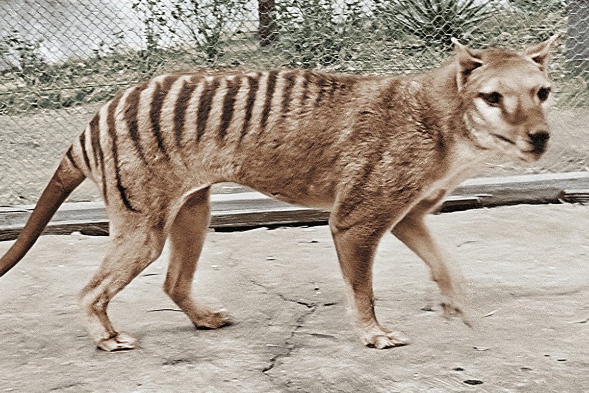 Scientists Make Strides in Reviving the Extinct Tasmanian Tiger Through Advanced Genetic Research